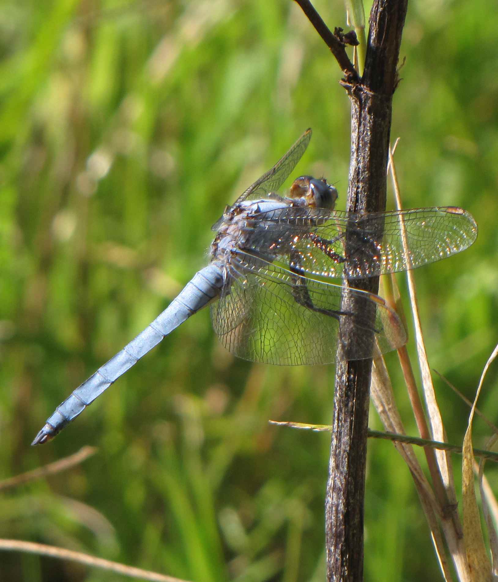 ortetro - Orthetrum brunneum (maschio)